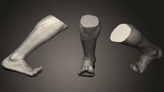 Анатомия скелеты и черепа (Мужская нога 4, ANTM_0782) 3D модель для ЧПУ станка
